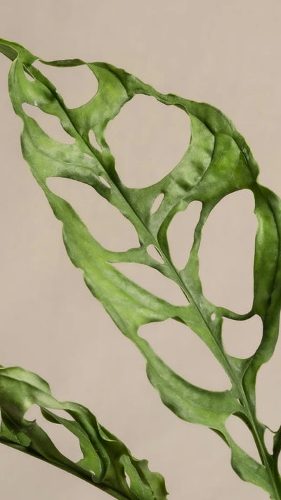 Baby Monstera obliqua 'Peru' (Swiss Cheese Vine, Monstera obliqua Peru Form)