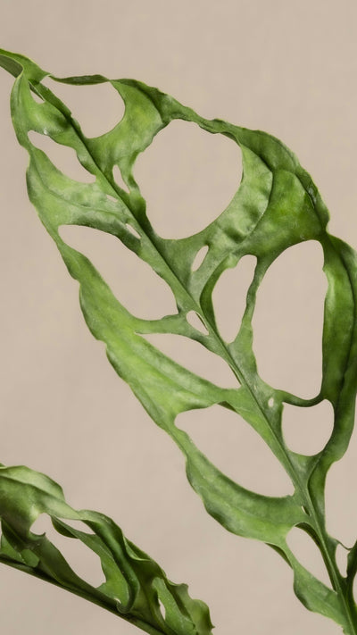 Monstera obliqua 'Peru' (Swiss Cheese Vine, Monstera obliqua Peru Form)