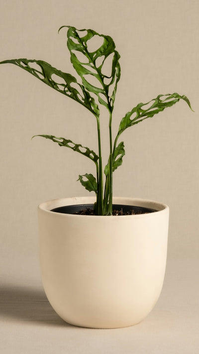 Monstera obliqua 'Peru' (Swiss Cheese Vine, Monstera obliqua Peru Form)