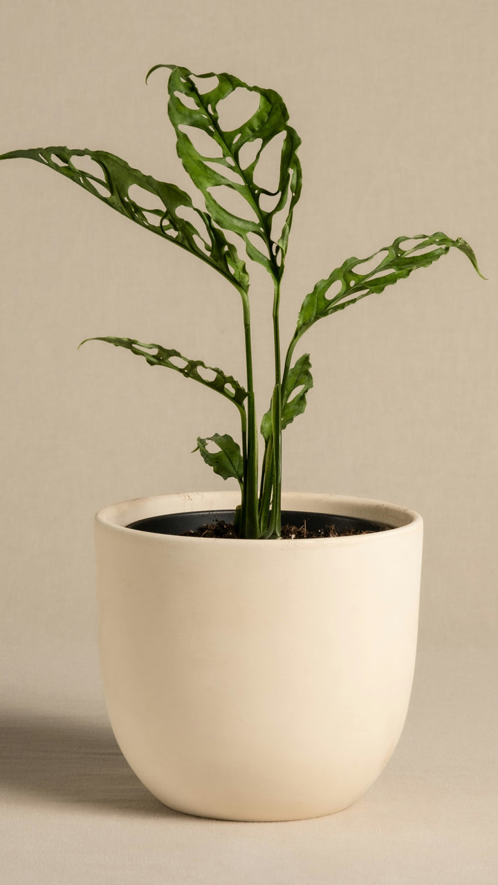 Monstera obliqua 'Peru' (Swiss Cheese Vine, Monstera obliqua Peru Form –  Happy Houseplants