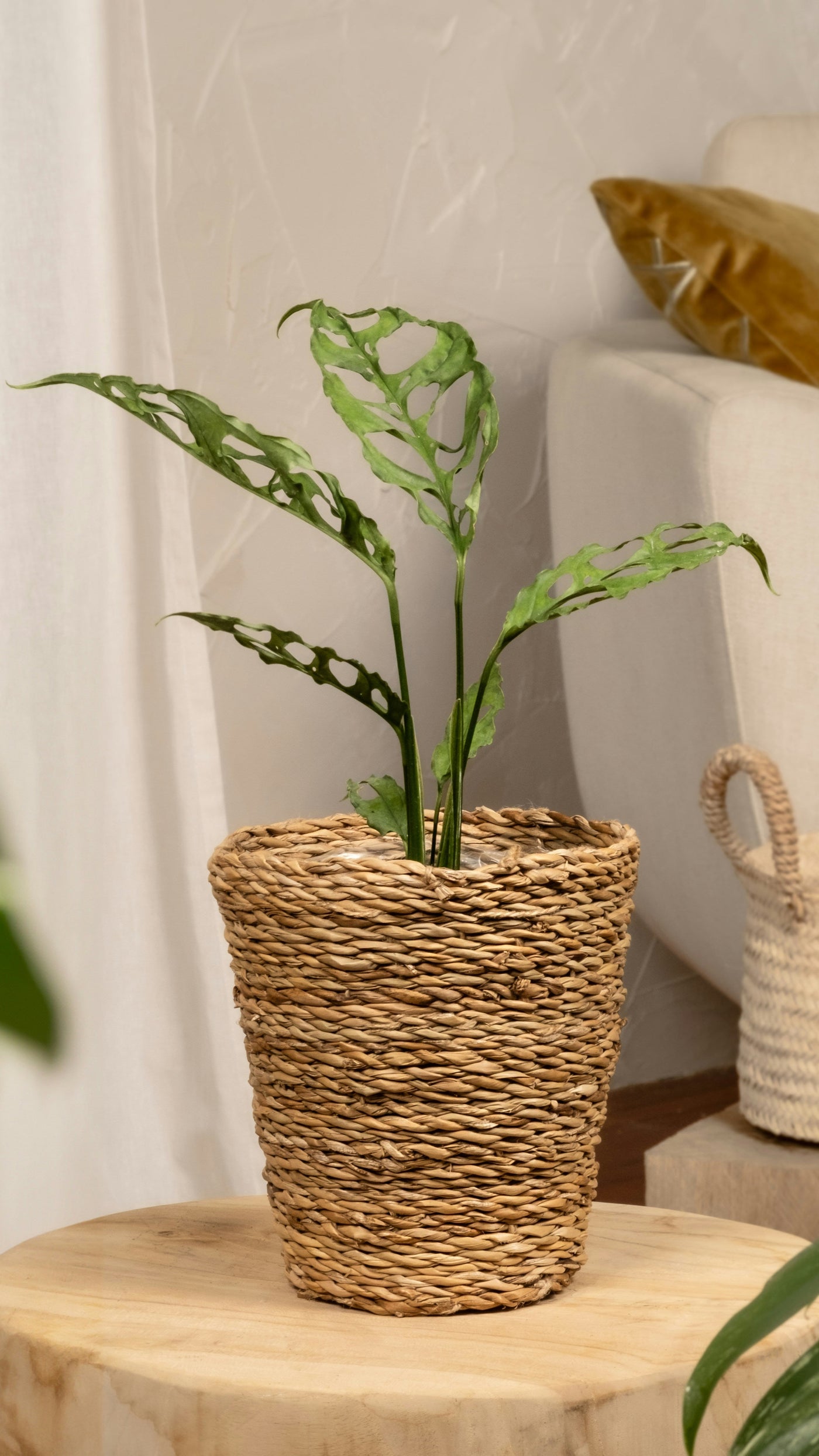 Monstera obliqua 'Peru' (Swiss Cheese Vine, Monstera obliqua Peru Form)