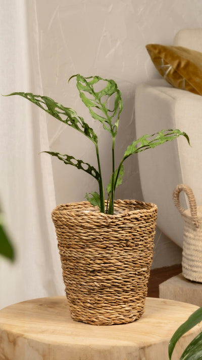 Monstera obliqua 'Peru' (Swiss Cheese Vine, Monstera obliqua Peru Form)