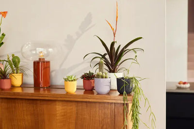 Mini Living Black Indoor Plant Pot – 9cm Recycled Plastic Planter