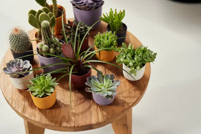Mini Living Black Indoor Plant Pot – 9cm Recycled Plastic Planter