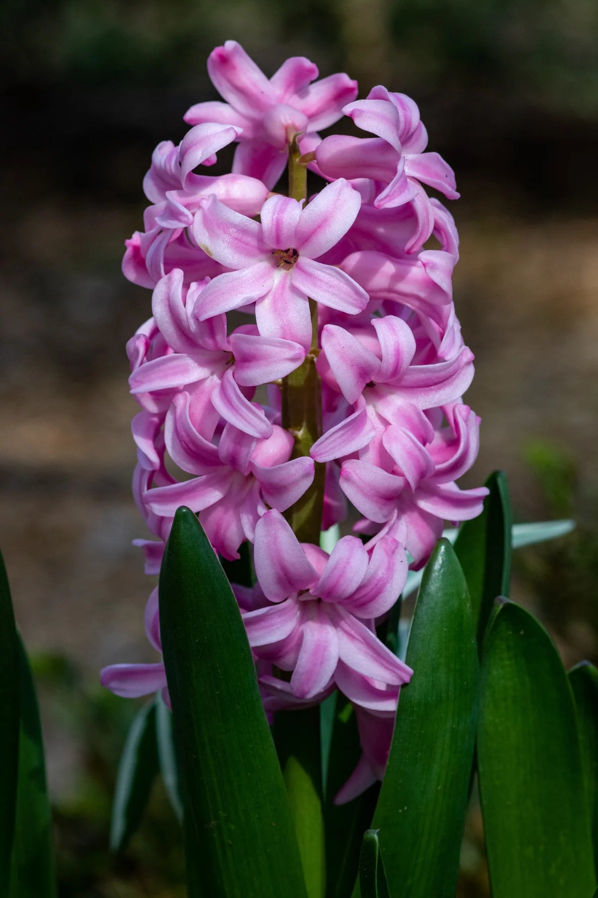 Hyacinthus Orientalis Bulbs