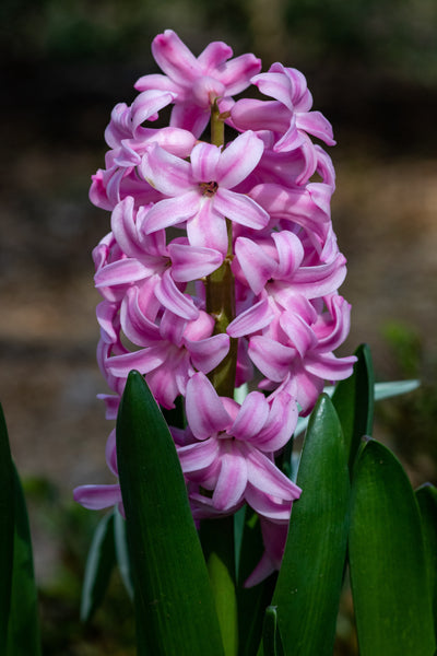 Hyacinthus Orientalis Pink Bulbs & Monza Planter