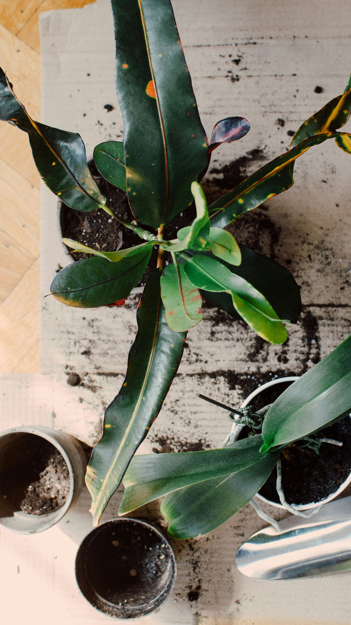SYBASoil Universal Houseplant Mix (5L) – Happy Houseplants