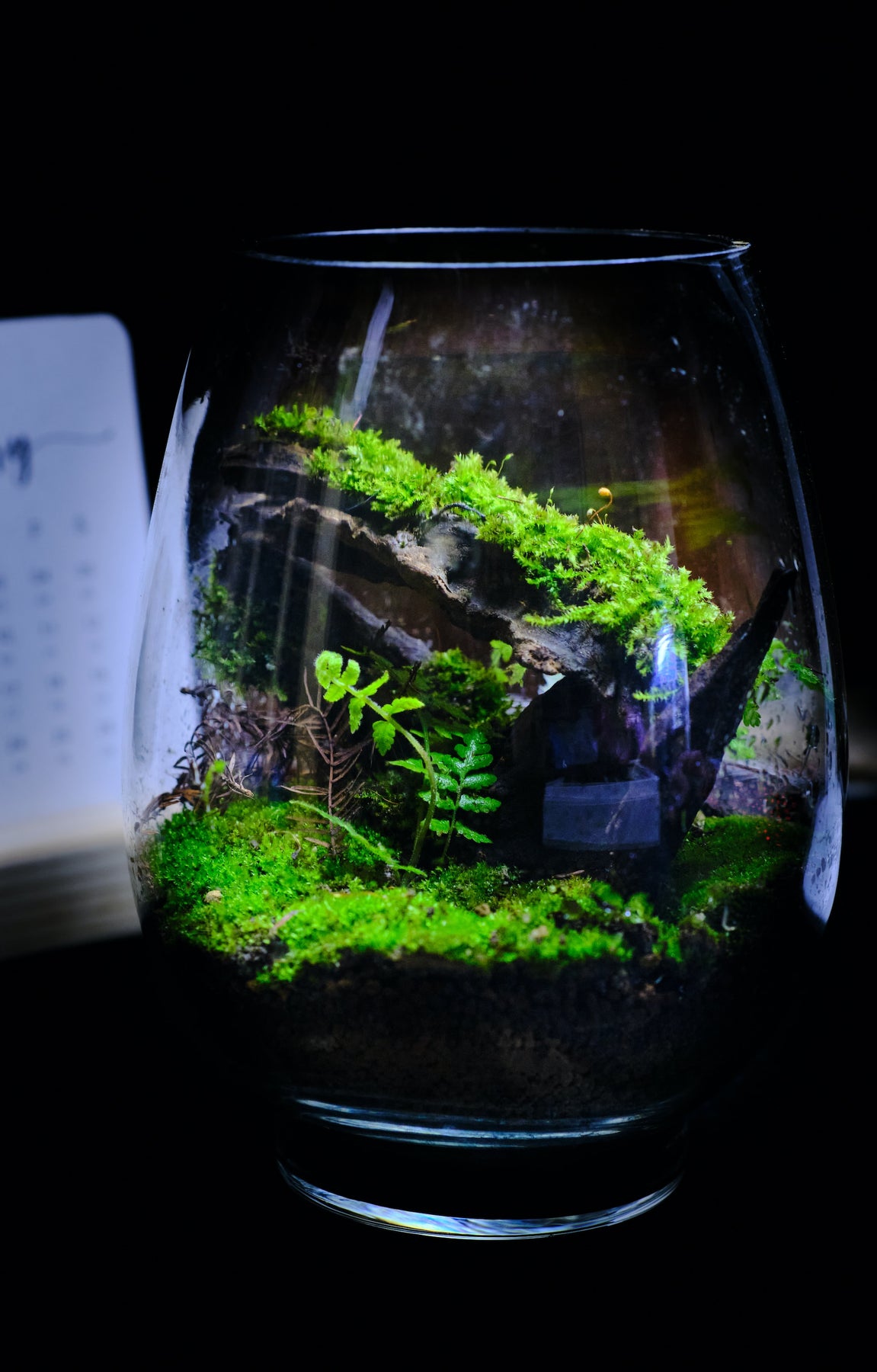 Live Moss for Indoor Plants, Terrariums, Hanging Baskets and