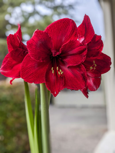 Amaryllis Hippeastrum ‘Red Lion’