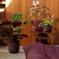 The winery collection Bordeaux Red Round Indoor Plant pot 16cm