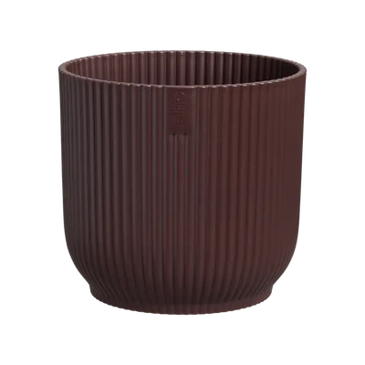 Congratulations Gift – Maranta in Vibes Pot with Plant Food