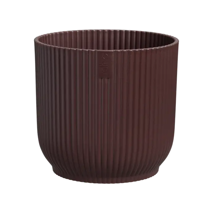 Strelitza Nicolai - White bird of Paradise and Vibes Pot