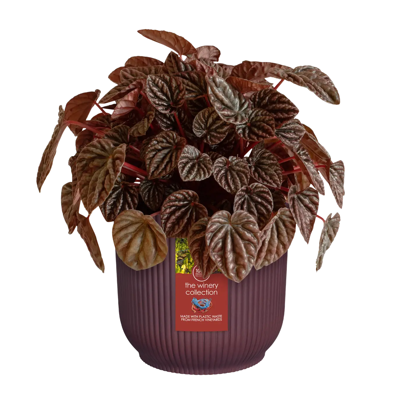 The winery collection Bordeaux Red Round Indoor Plant pot 16cm