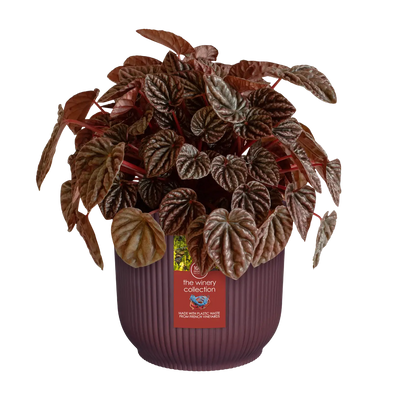 The winery collection Bordeaux Red Round Indoor Plant pot 16cm