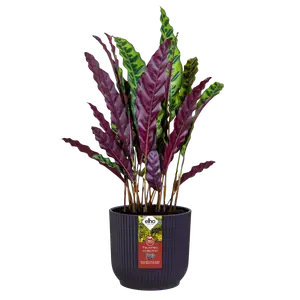 The winery collection deep purple Round Indoor Plant pot 16cm