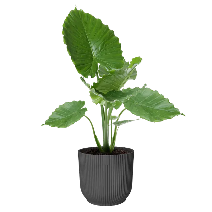 Elho Vibes Fold Round Plant Pot – 35cm Anthracite