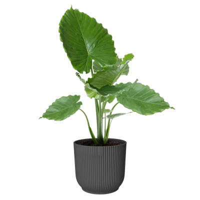 Elho Vibes Fold Round Plant Pot – 35cm Anthracite