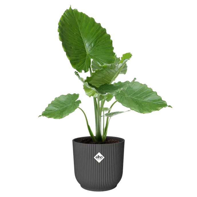 Elho Vibes Fold Round Plant Pot – 30cm Anthracite