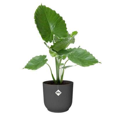 Elho Vibes Fold Round Plant Pot – 30cm Anthracite
