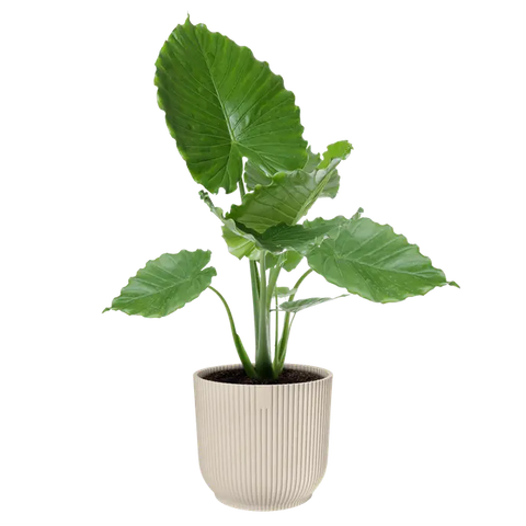 Elho Vibes Fold Round Plant Pot – 30cm Linen White