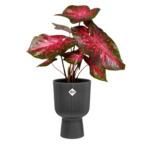 Vibes Fold Coupe 30Cm - Anthracite