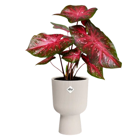 Vibes Fold Coupe 30Cm - Linen White