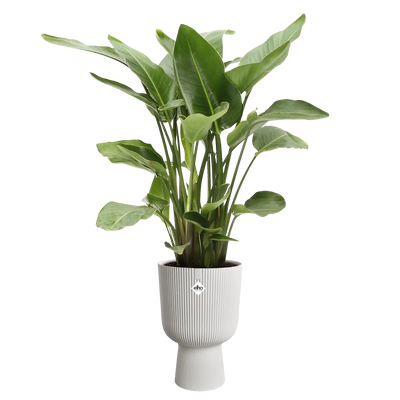 Vibes Fold Coupe 30Cm