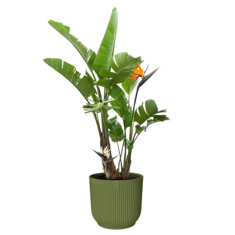 Elho Vibes Fold Round Plant Pot – 30cm Fern Green
