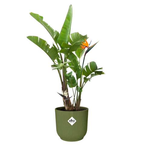 Vibes Fold Coupe 30Cm - Fern Green