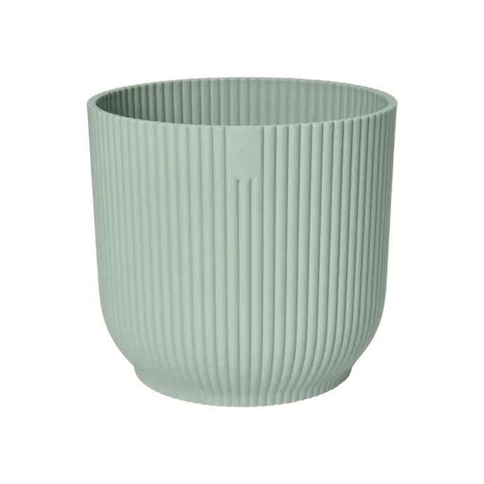 Sansevieria Duo Set in Vibes Pots