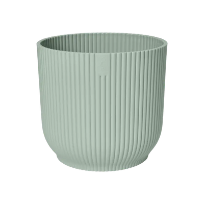 Sansevieria Duo Set in Vibes Pots