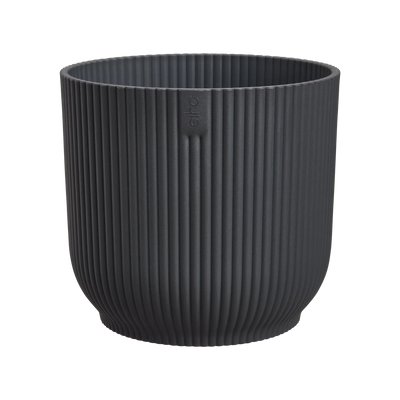 Epipremnum Global Green (Devil's Ivy) & Vibes pot