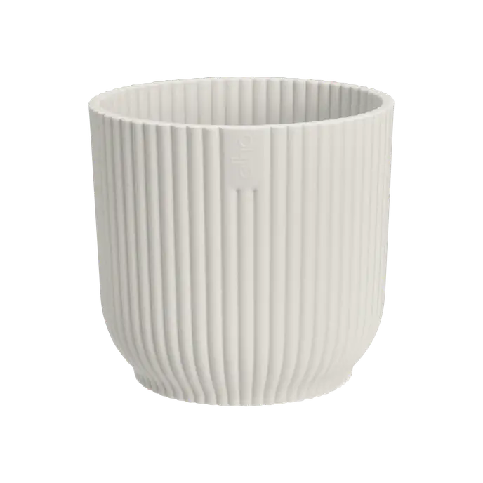 Sansevieria Duo Set in Vibes Pots