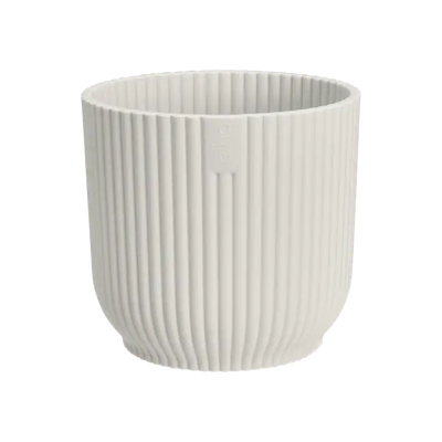Sansevieria Duo Set in Vibes Pots