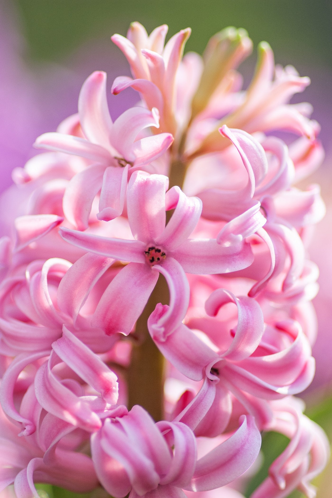 Hyacinthus Orientalis Pink Bulbs & Monza Planter