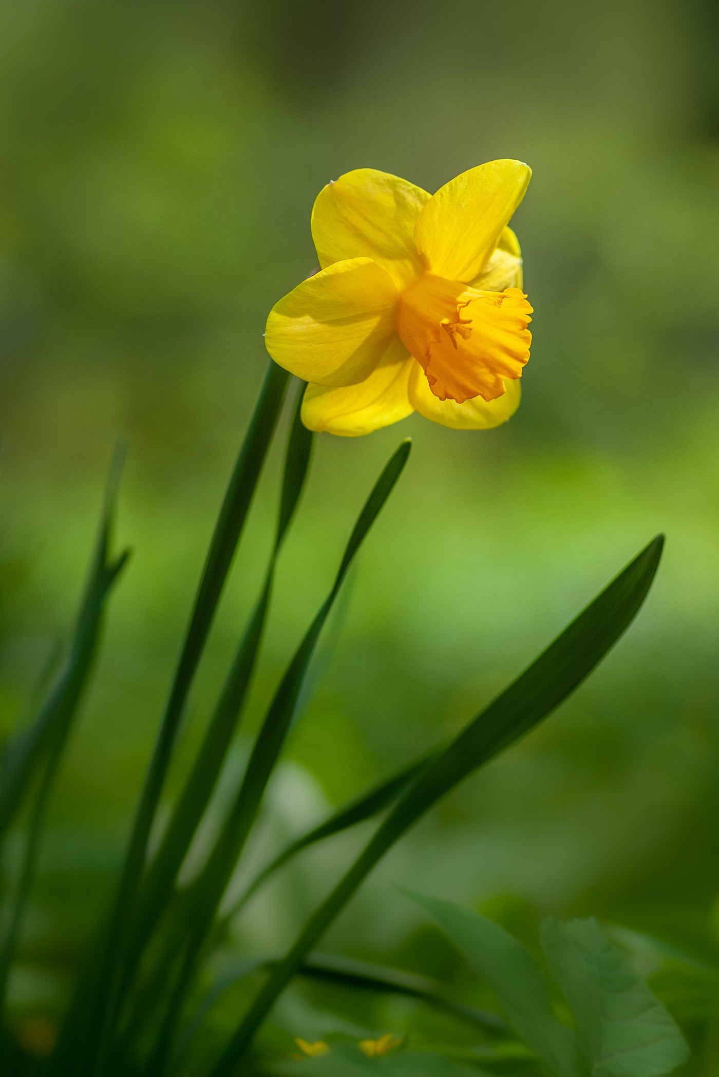 Narcissus Tête-à-Tête & Planter