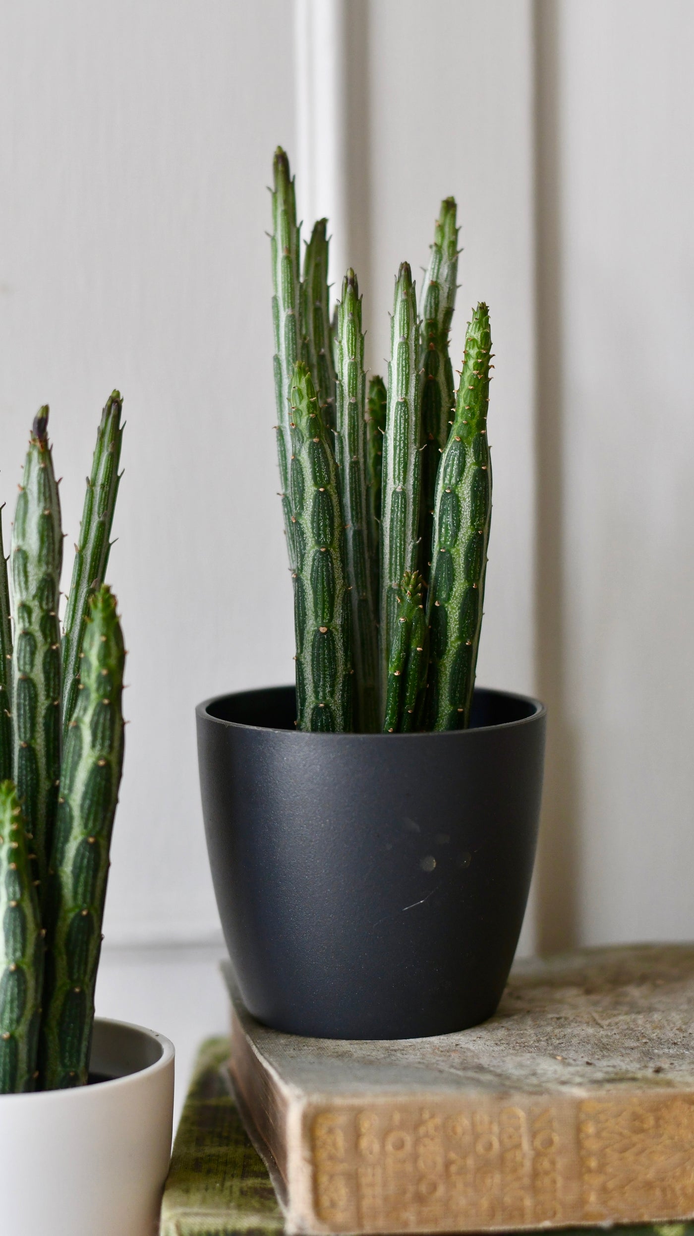 Baby Kleinia Senecio & pot (Stapeliiformis, Pickle Plant, Candle Stick Plant)
