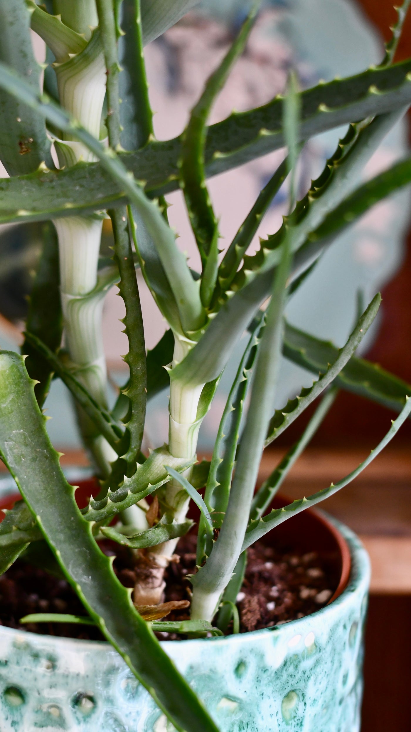 Candelabra Aloe (Octopus plant, Torch Aloe, Tree aloe)