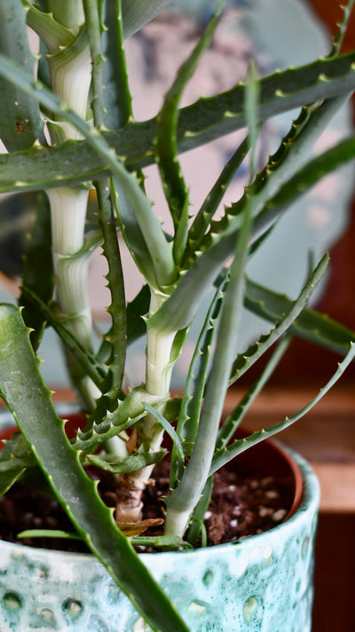 Candelabra Aloe (Octopus plant, Torch Aloe, Tree aloe)
