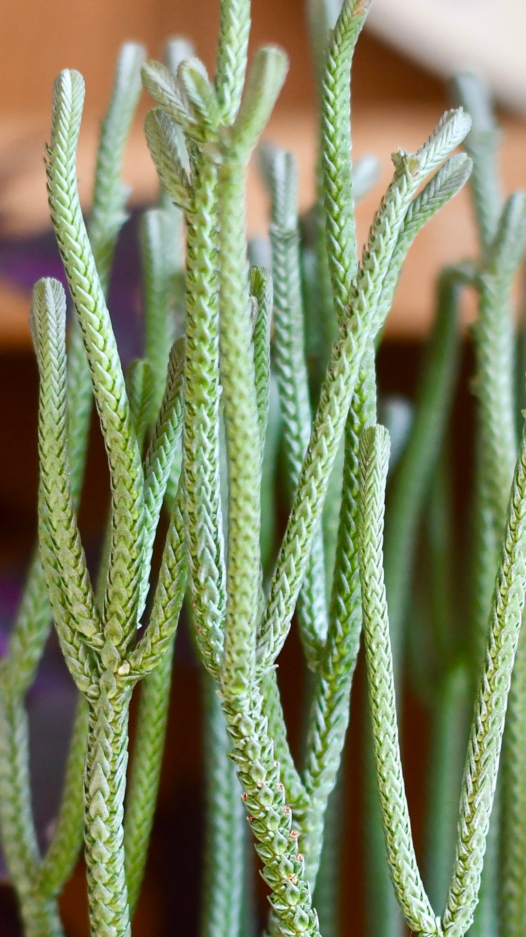 succulent crassula lycopodioides Watch Chain Plant | Crassula Lycopodioides | Crassula muscosa