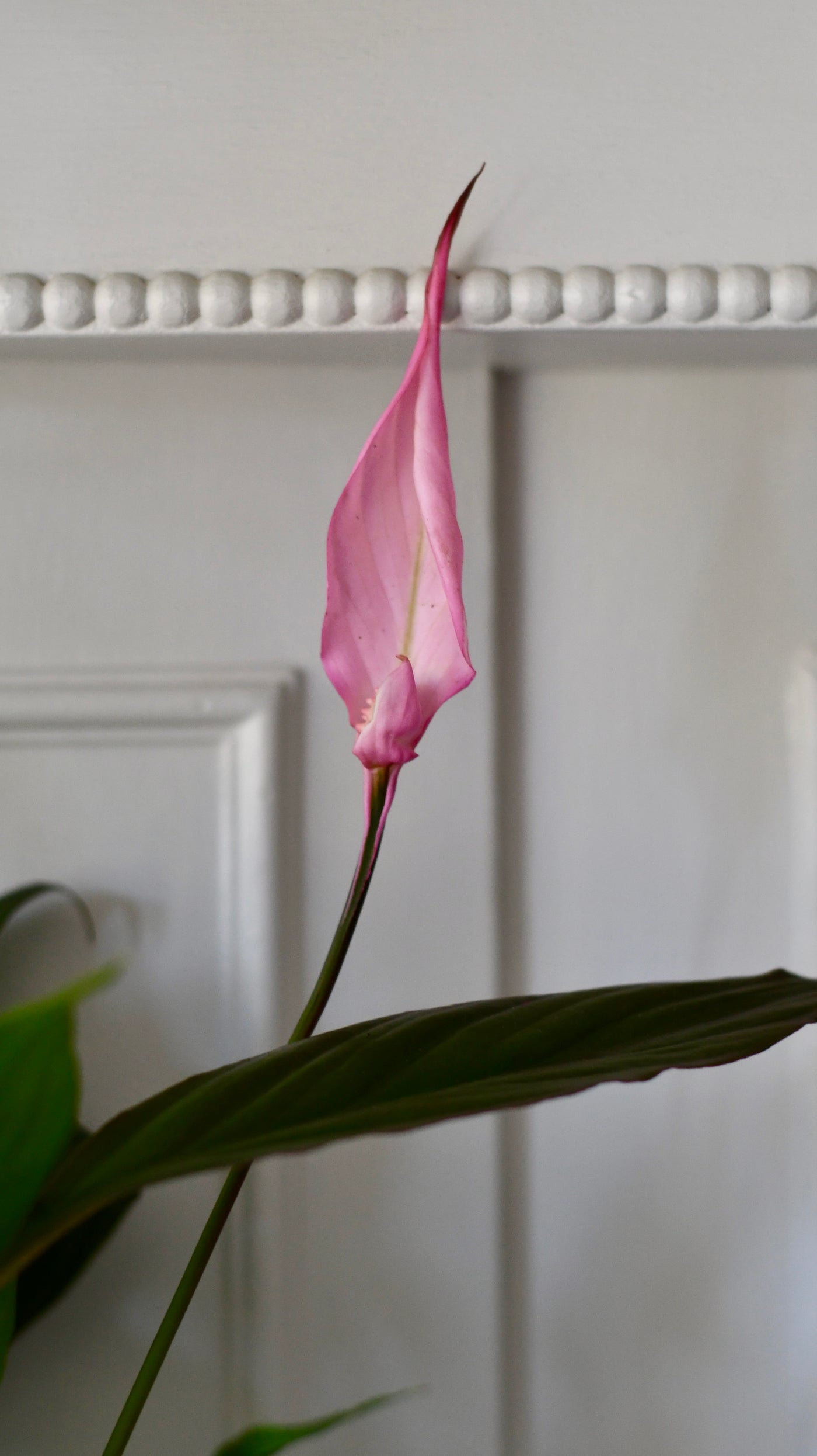 Spathiphyllum Bellini pink | Pink Peace Lily