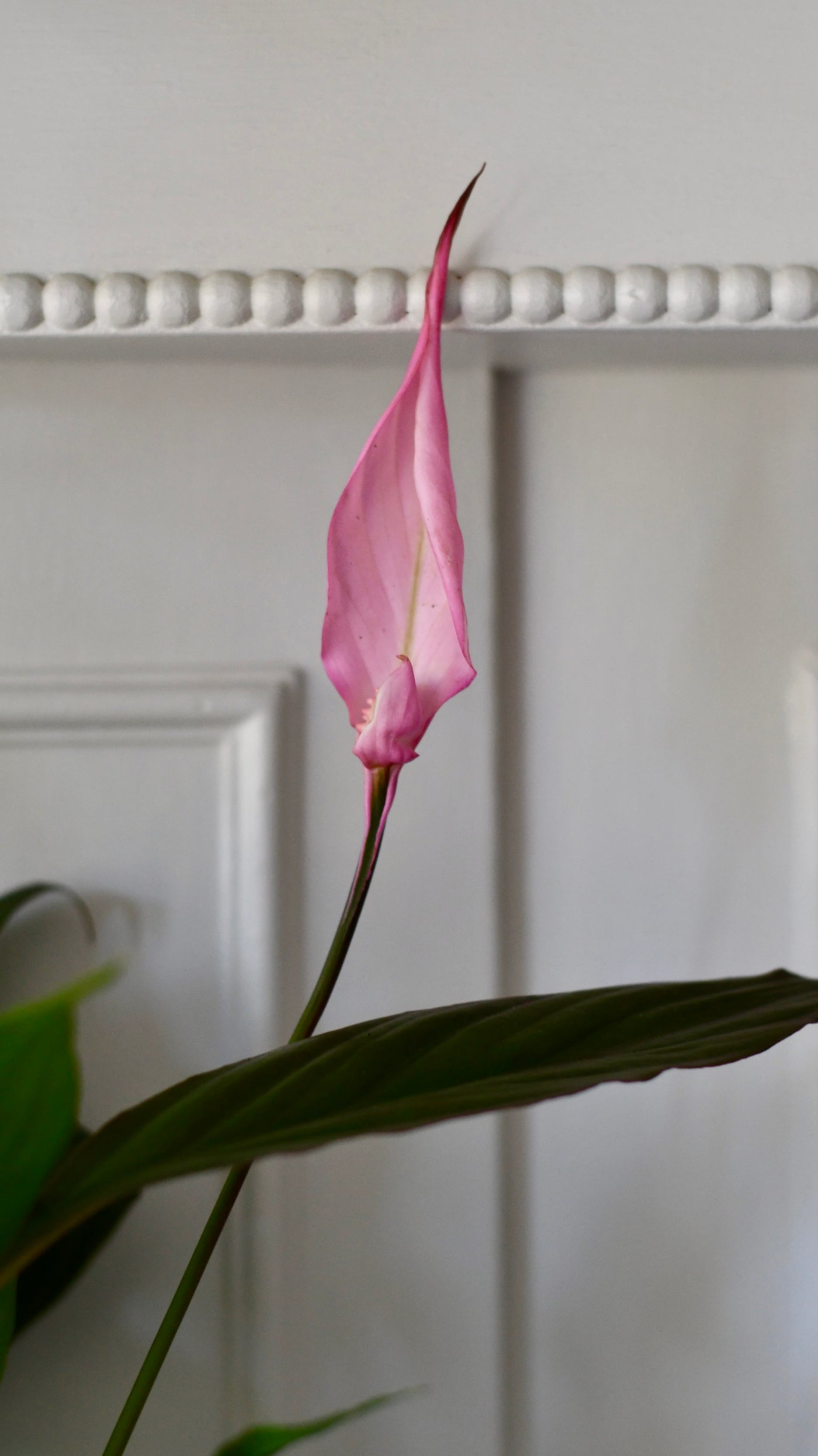 pink peace lily plant Spathiphyllum | Peace Lilly & Plant Pot