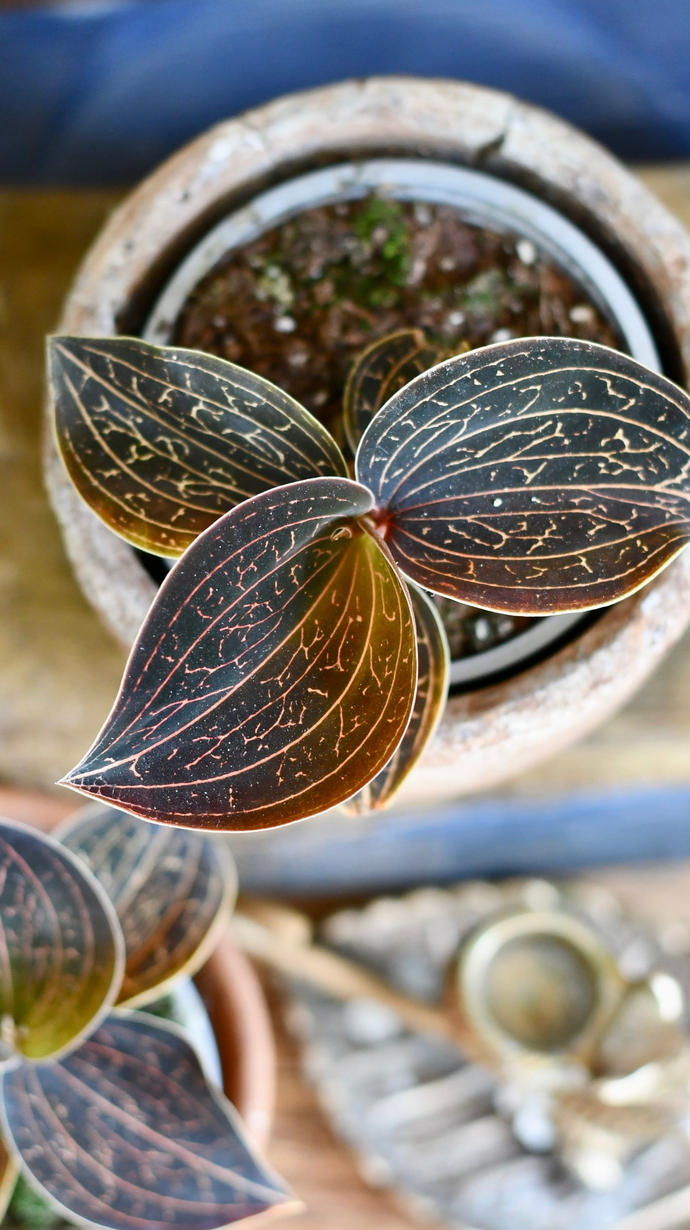 Ludisia discolor (Jewel Orchid)