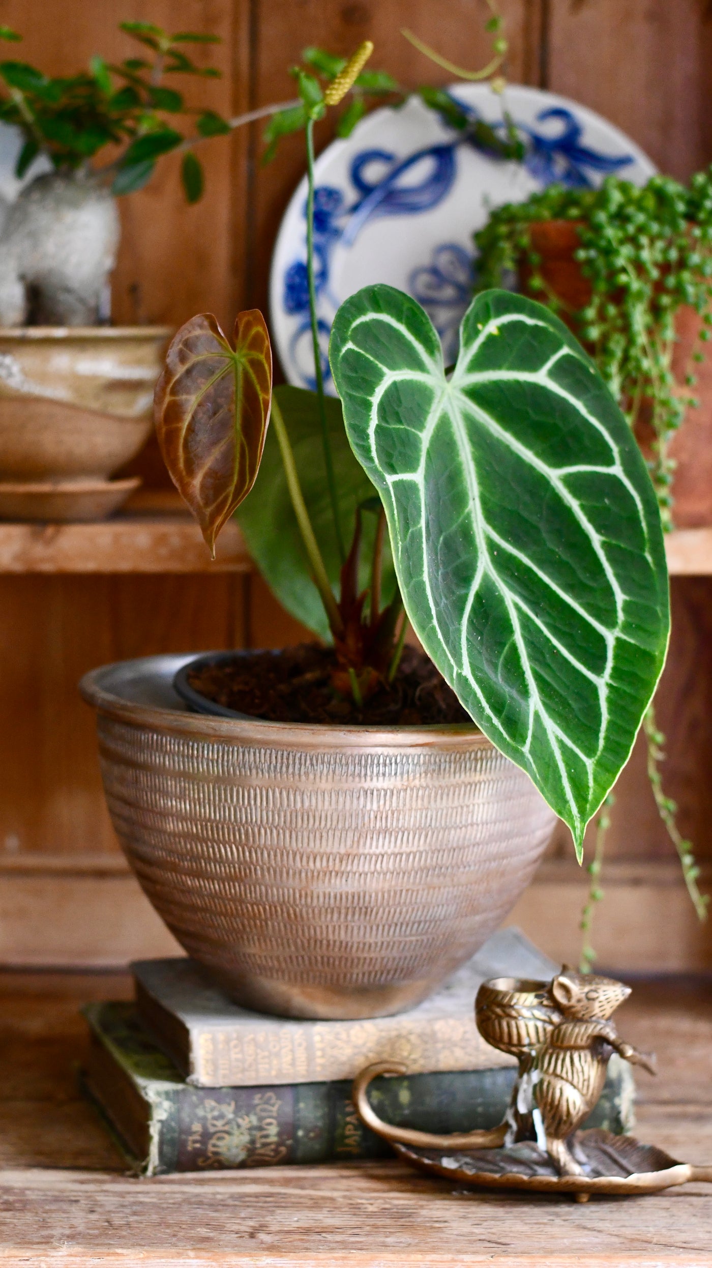 Anthurium Crystallinum