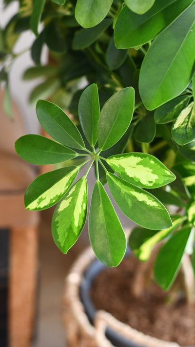 Twisted Umbrella Tree or Schefflera