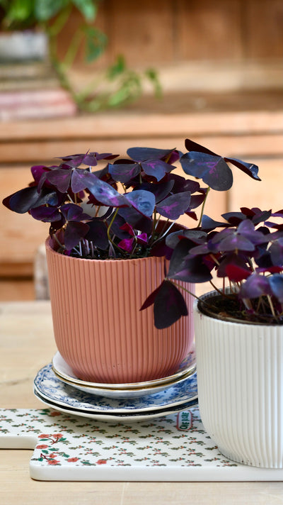 Oxalis Triangularis 'Purple Shamrock’ & Vibes Pot