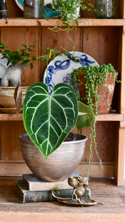 Anthurium Crystallinum