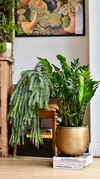 Small Office Plant Bundle with White Planters