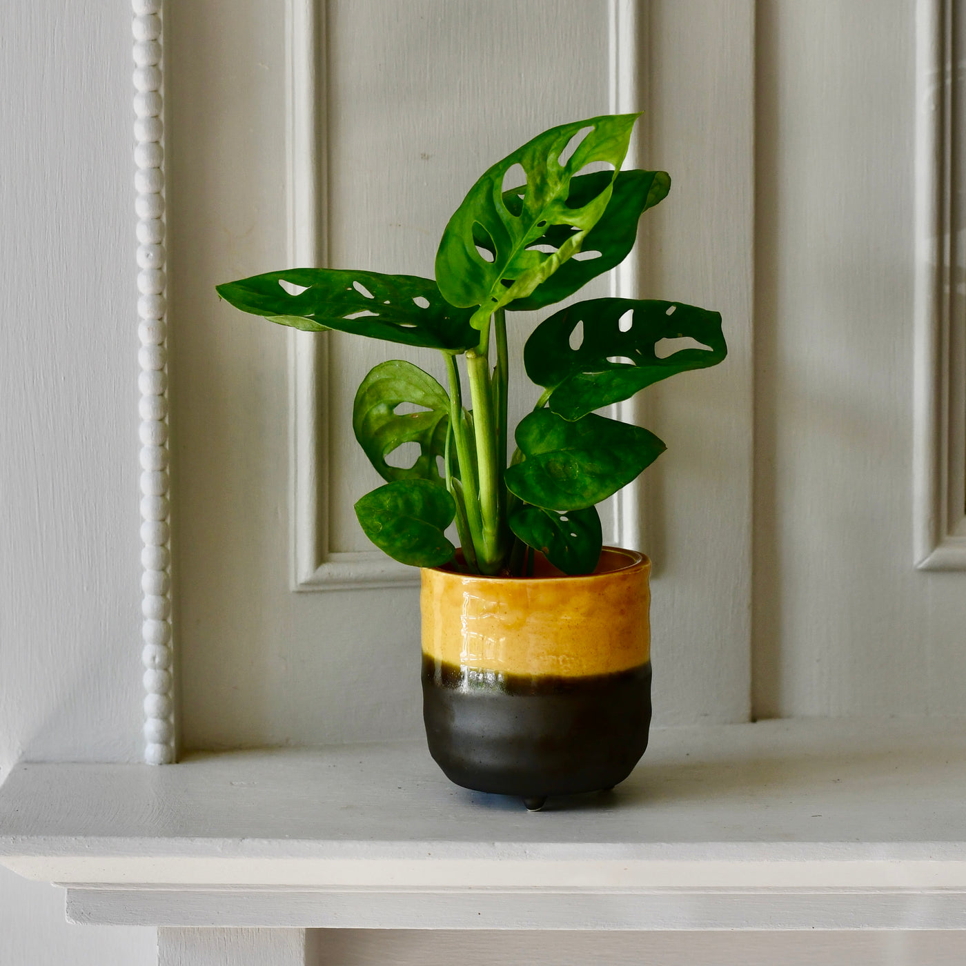 amber plant pot Amber Reactive Planter with Foot (7cm Plant Pot) – Happy Houseplants