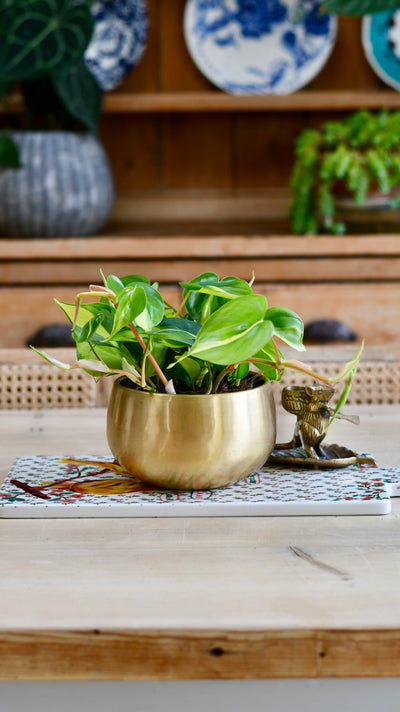 Philodendron Scandens Brasil in Atsu Brass pot